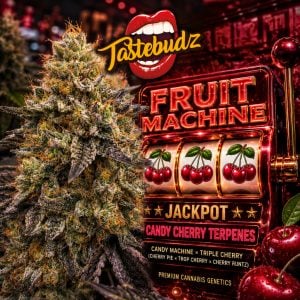 Fruit Machine cannabis seeds promotional artwork featuring a frosty resin-covered cannabis cola beside a cherry jackpot fruit machine slot design with Tastebudz Genetics branding, candy cherry terpene theme and premium exotic cannabis genetics styling.