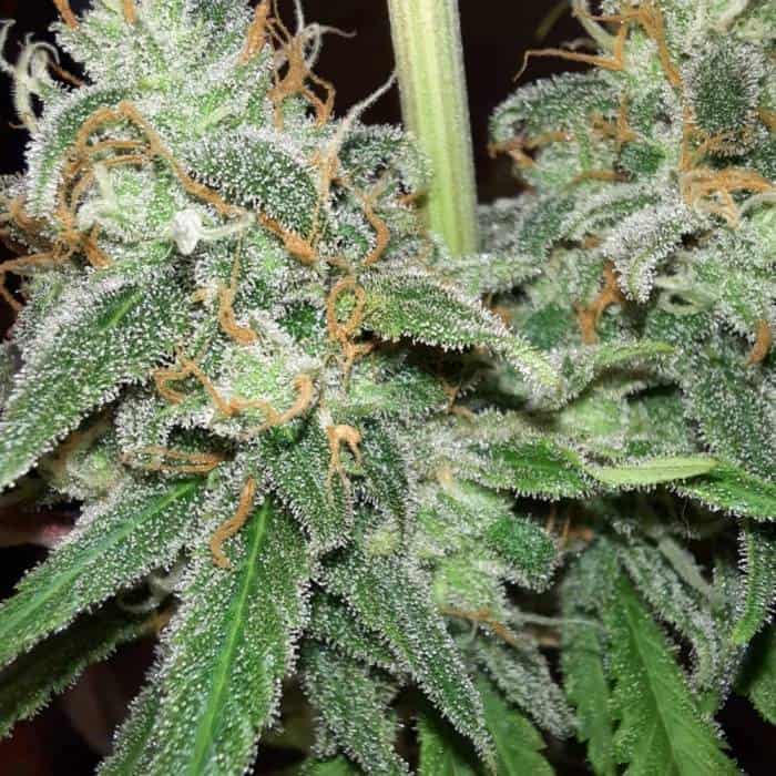 Tastebudz Gelonade cannabis seeds flower macro from GrowDiaries community