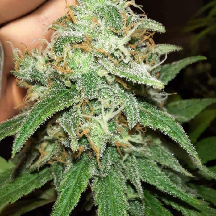 Gelonade strain grown by Little Miss Greenthumb on GrowDiaries showing extreme frost and resin