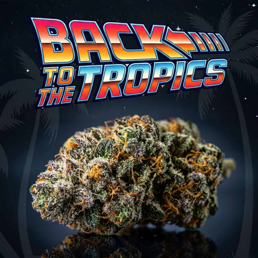Close-up macro photo of a dense, resin-covered cannabis bud showcasing the Back To The Tropics strain, featuring a retro 80s logo for Tastebudz Genetics Back To The Tropics seeds