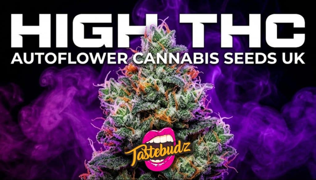Official Tastebudz Genetics blog banner for High THC Autoflower Seeds. A premium visual featuring a frosty, trichome-rich cannabis cola surrounded by vibrant purple smoke, overlaid with bold white typography reading "HIGH THC AUTOFLOWER CANNABIS SEEDS UK"