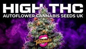 Official Tastebudz Genetics blog banner for High THC Autoflower Seeds. A premium visual featuring a frosty, trichome-rich cannabis cola surrounded by vibrant purple smoke, overlaid with bold white typography reading "HIGH THC AUTOFLOWER CANNABIS SEEDS UK"
