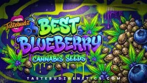 best blueberry cannabis seeds UK Tastebudz Genetics MAC Muffin Blueberry Cannabis Seeds