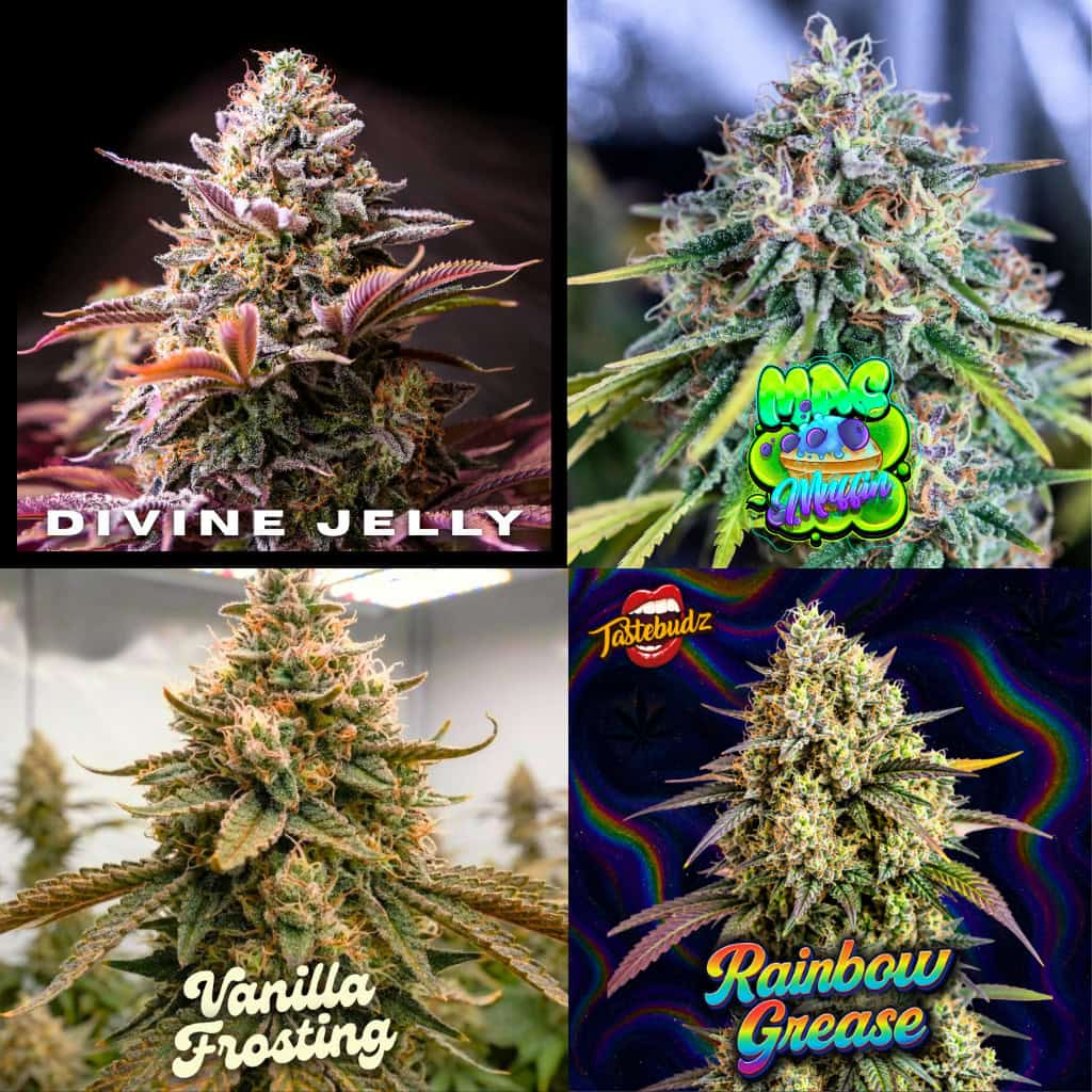 A four-panel collage of the best hash washing seeds from Tastebudz Genetics, featuring close-up photos of heavy resin cannabis colas for Divine Jelly, MAC Muffin, Vanilla Frosting, and Rainbow Grease.
