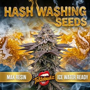 Promotional graphic for the best hash washing seeds bundle by Tastebudz Genetics, featuring a frosted cannabis cola against a golden rosin background with Max Resin and Ice Water Ready banners.