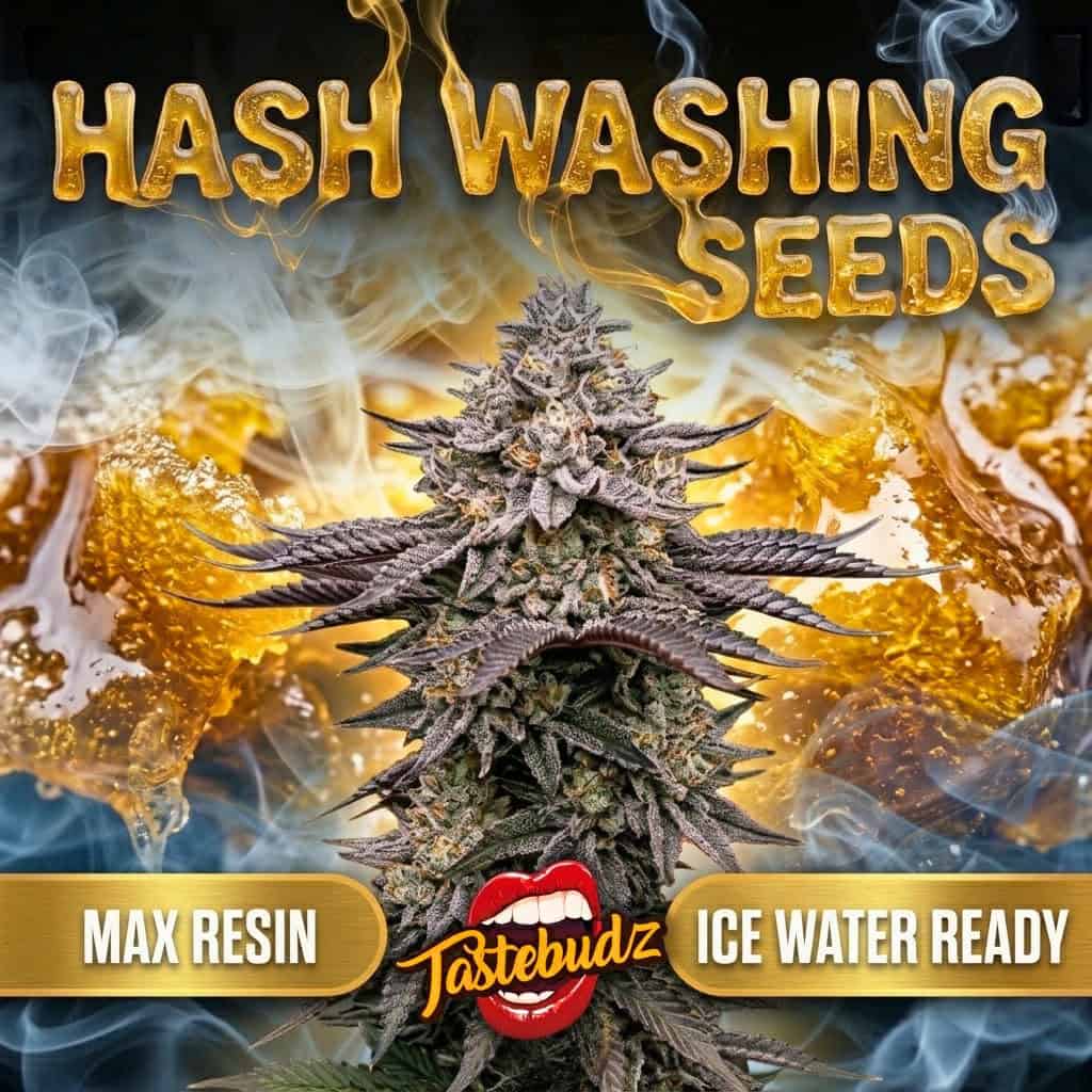 Promotional graphic for the best hash washing seeds bundle by Tastebudz Genetics, featuring a frosted cannabis cola against a golden rosin background with Max Resin and Ice Water Ready banners.