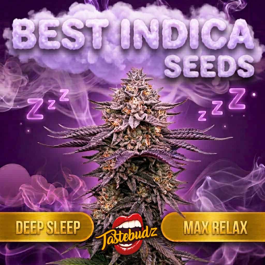 A vibrant purple cannabis bud surrounded by neon Zzz sleep symbols and purple smoke, highlighting the Tastebudz Genetics Sweet Dreams bundle which features the best indica cannabis seeds for deep sleep and max relaxation.