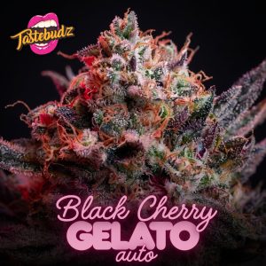 Black Cherry Gelato Seeds Auto cannabis strain by Tastebudz Genetics, featuring a frosty plant against a dark background with pink typography and the signature brand logo.