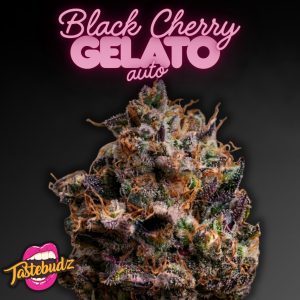 Bold graphic product image of the Black Cherry Gelato Seeds Auto cannabis strain by Tastebudz Genetics, featuring a frosty, resinous cola against a dark background with pink typography and the signature brand logo.