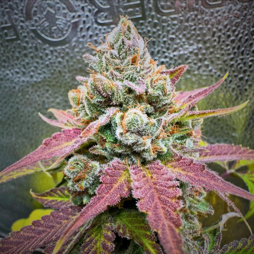 Authentic botanical close-up of the Black Lemonade seeds cannabis strain by Tastebudz Genetics, showing a frosty, resinous cola with vibrant purple and green sugar leaves against a textured studio background.