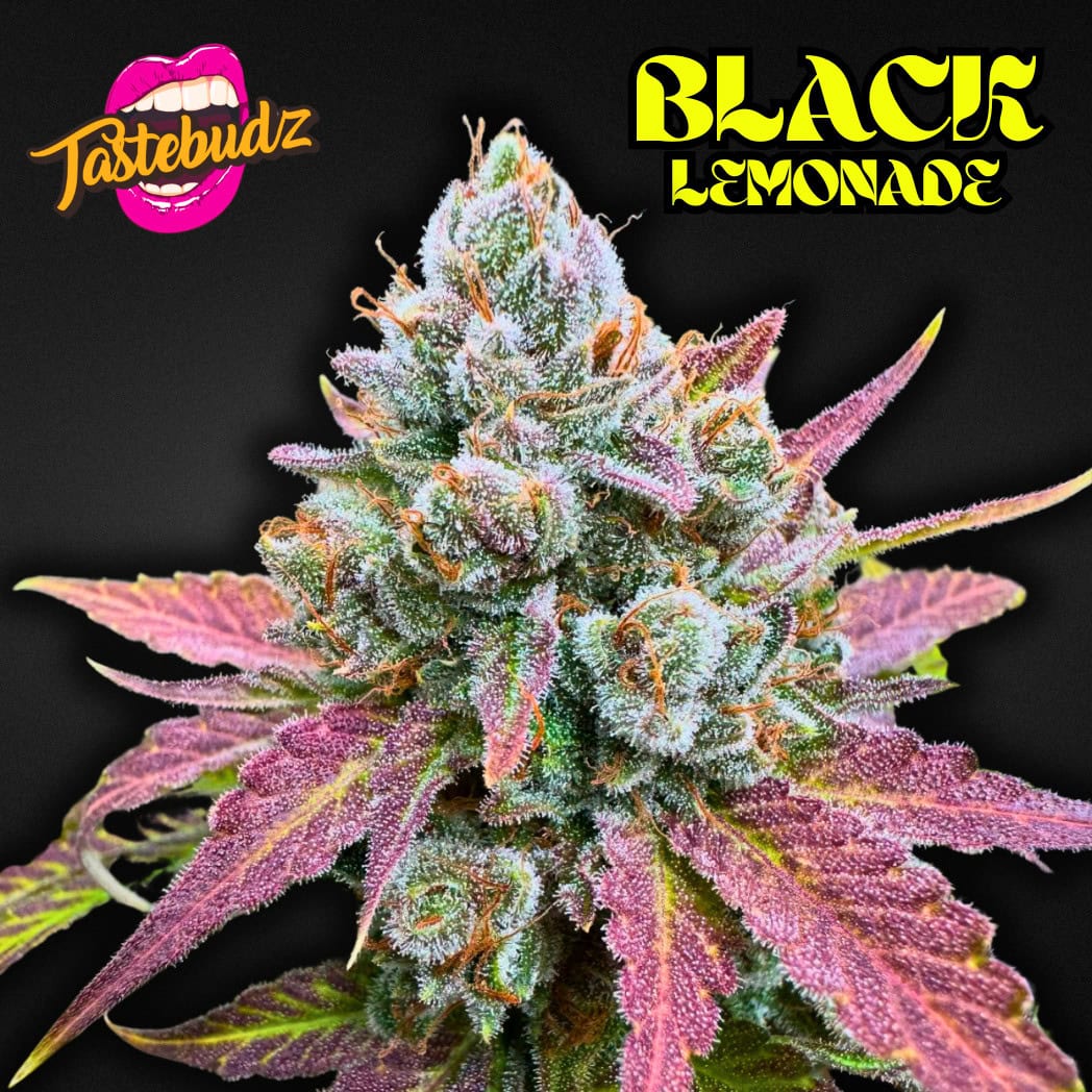 Bold graphic product image of the Black Lemonade seeds cannabis strain by Tastebudz Genetics, featuring a frosty purple cola against a black background with the signature brand logo and yellow typography.