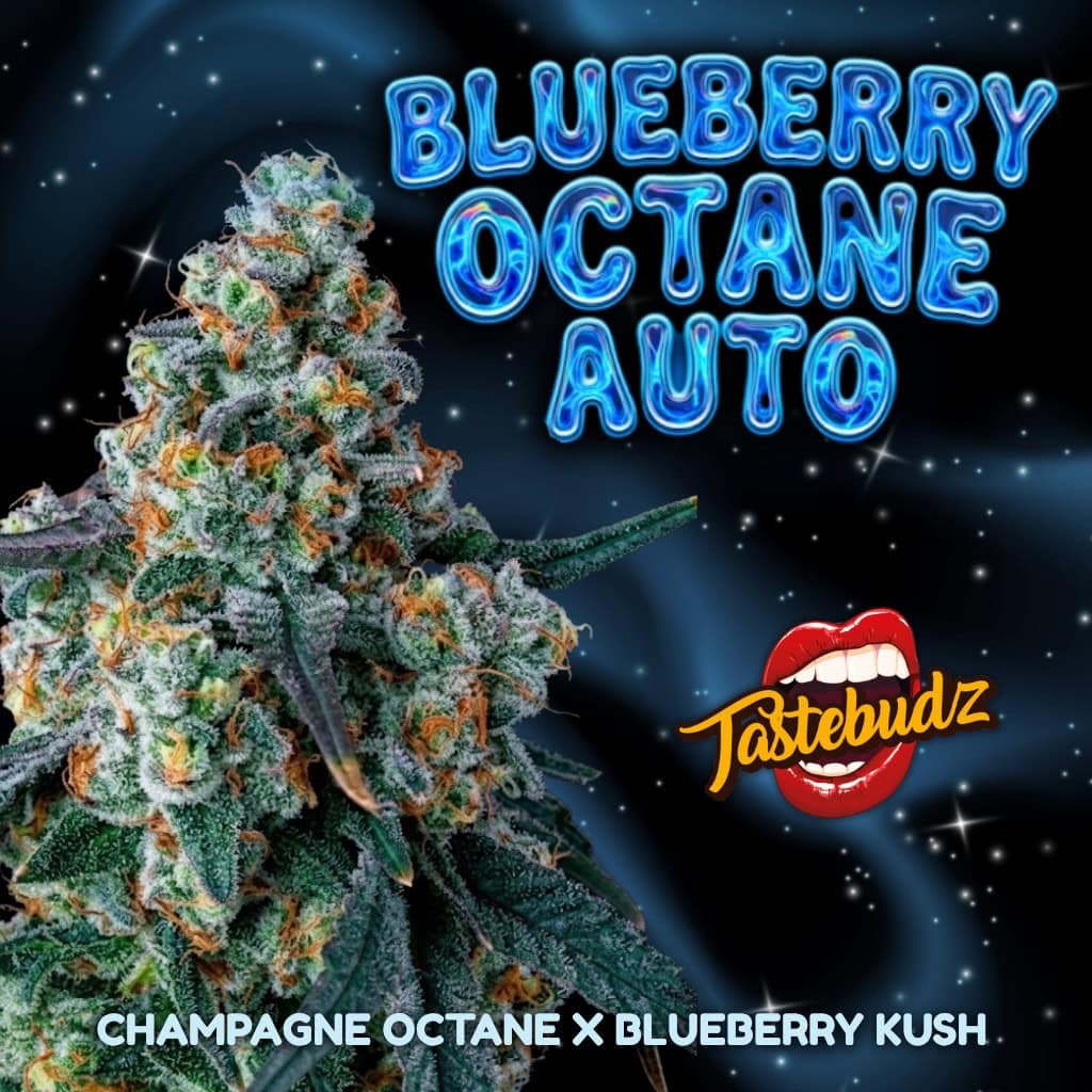 A close-up of a resin-heavy flower from Blueberry Octane Seeds set against a dark blue, starry night sky. The graphic highlights its premium autoflower lineage: Champagne Octane x Blueberry Kush, featuring the Tastebudz Genetics logo.