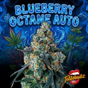 A dense, frosty cannabis bud grown from Blueberry Octane Seeds, surrounded by stylized blue flames, fuel nozzles, and fresh blueberries to represent its sweet and gassy terpene profile. Tastebudz Genetics logo in the corner.