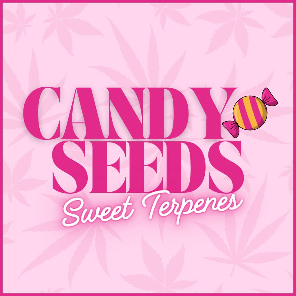 Candy Cannabis Seeds UK