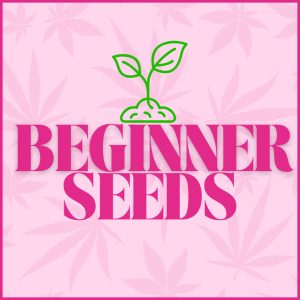 Cannabis Seeds for Beginners UK
