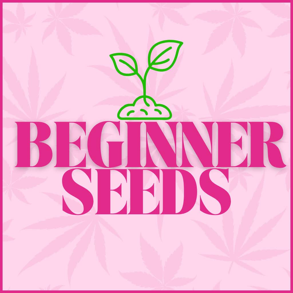 Cannabis Seeds For Beginners UK