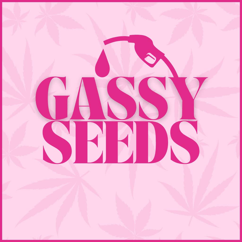 Gassy Cannabis Seeds UK