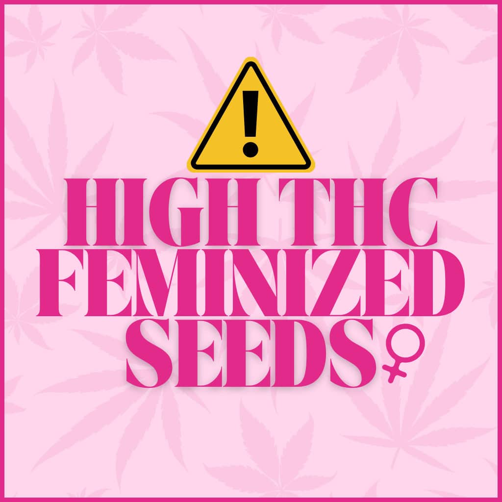High THC Feminized Cannabis Seeds UK