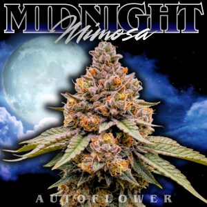 MIDNIGHT MIMOSA SEEDS AUTOFLOWER CANNABIS SEEDS BY TASTEBUDZ GENETICS CROSSING MIMOSA AND MIDNGHT MOONSHINE AUTO
