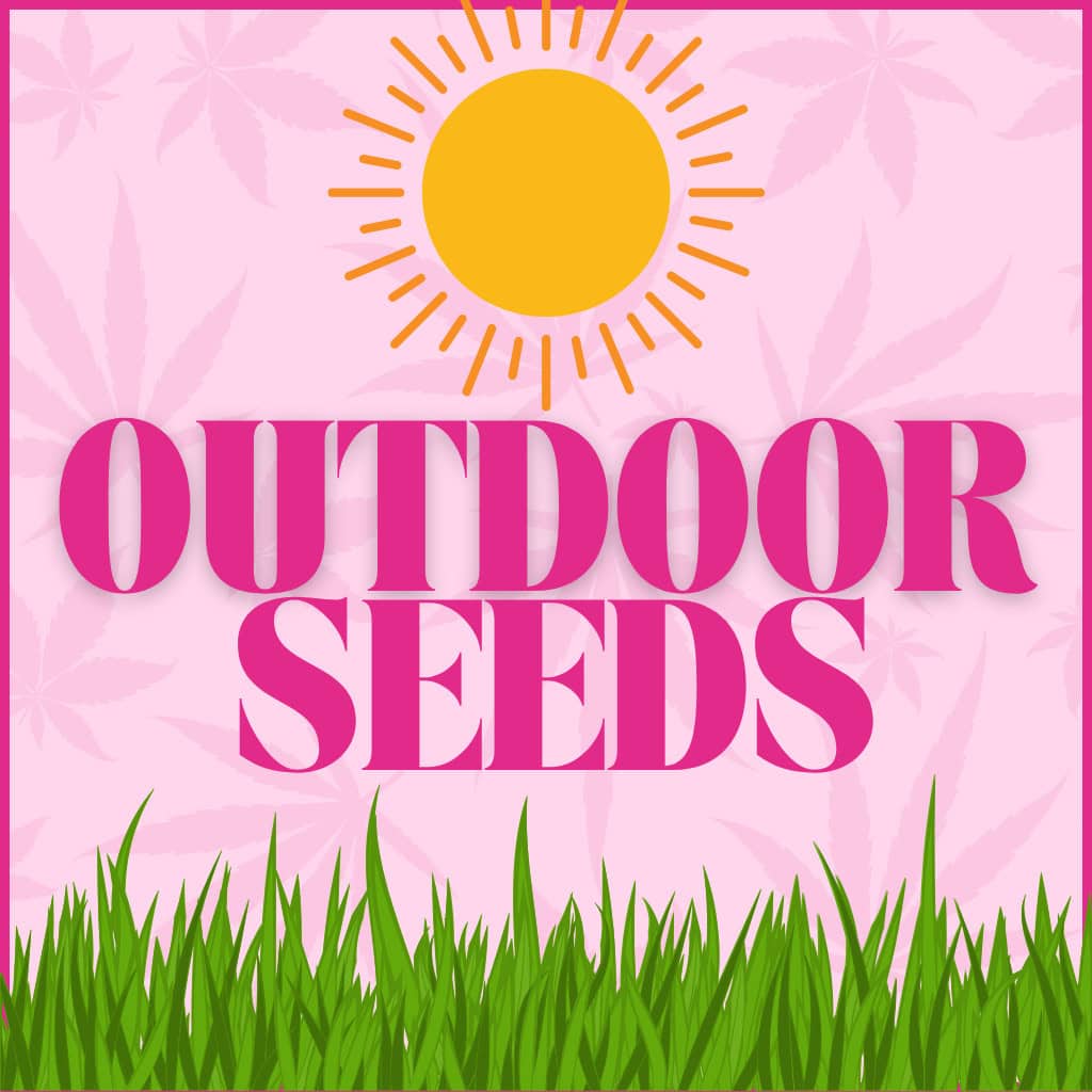 Outdoor Cannabis Seeds UK