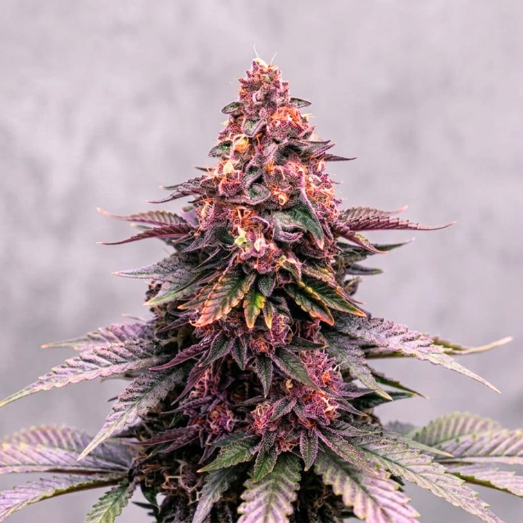 Purple Milk Seeds - Feminized Cannabis Seeds (Coming Soon) - Image 2