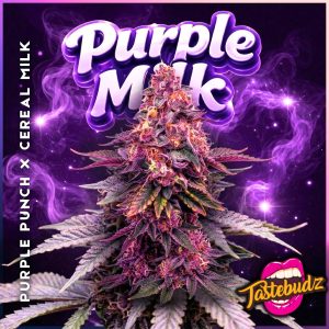 Vibrant graphic artwork of the Purple Milk seeds by Tastebudz Genetics, featuring a frosty purple cola surrounded by glowing purple smoke and a starry background, complete with "Purple Milk" typography and "Purple Punch x Cereal Milk" lineage text.