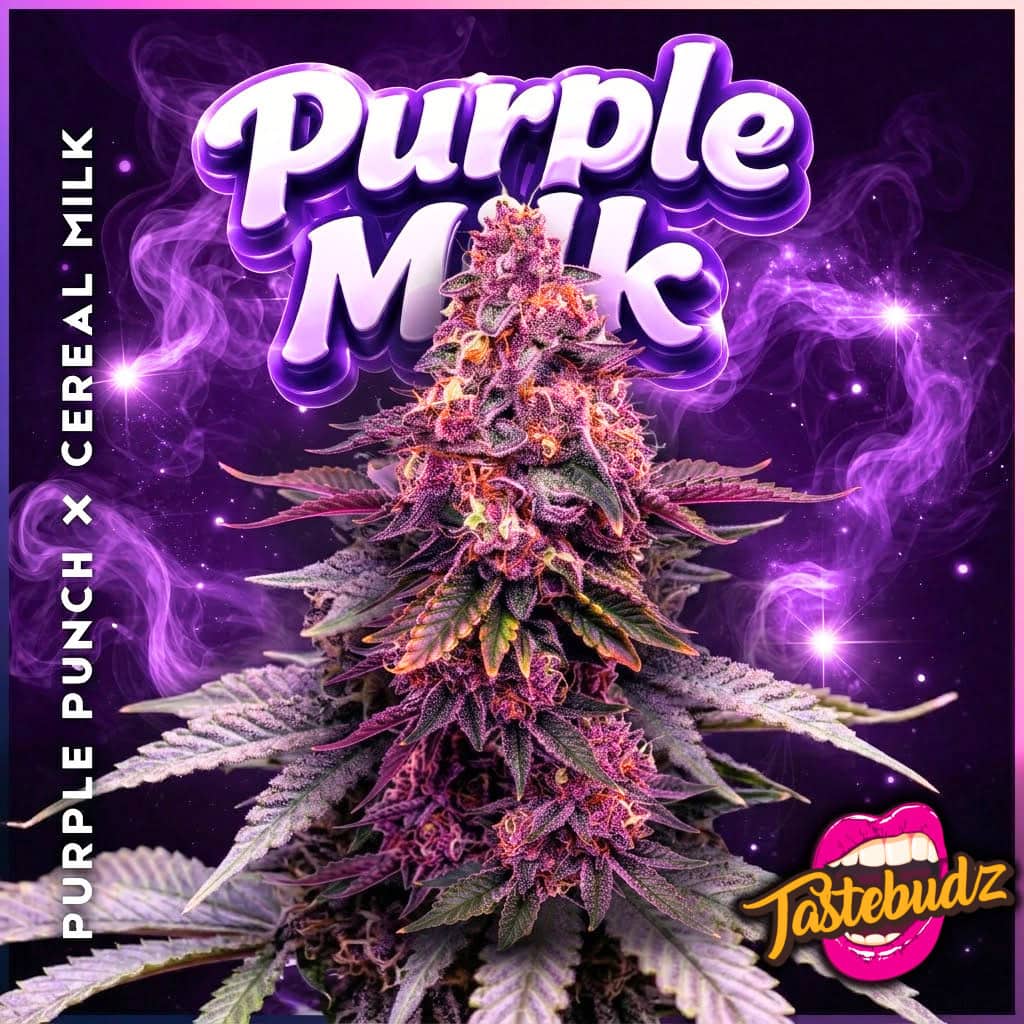 Vibrant graphic artwork of the Purple Milk seeds by Tastebudz Genetics, featuring a frosty purple cola surrounded by glowing purple smoke and a starry background, complete with "Purple Milk" typography and "Purple Punch x Cereal Milk" lineage text.