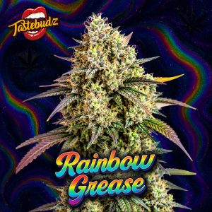 RAINBOW GREASE SEEDS - FEMINIZED CANNABIS SEEDS UK TASTEBUDZ GENEITCS RAINBOW RUNTZ X GREASE MONKEY