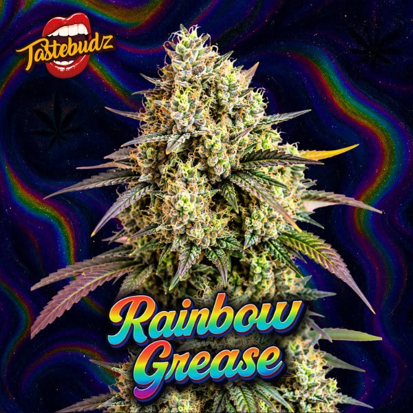 RAINBOW GREASE SEEDS - FEMINIZED CANNABIS SEEDS UK TASTEBUDZ GENEITCS RAINBOW RUNTZ X GREASE MONKEY