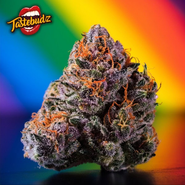 Rainbow Grease Seeds - Feminized Cannabis Seeds NEW - Image 2
