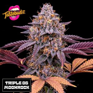 A vibrant, frosty cola of the Triple OG Moonrock seeds strain by Tastebudz Genetics, showcasing deep purple leaves, bright orange pistils, and a heavy trichome coating against a black background.