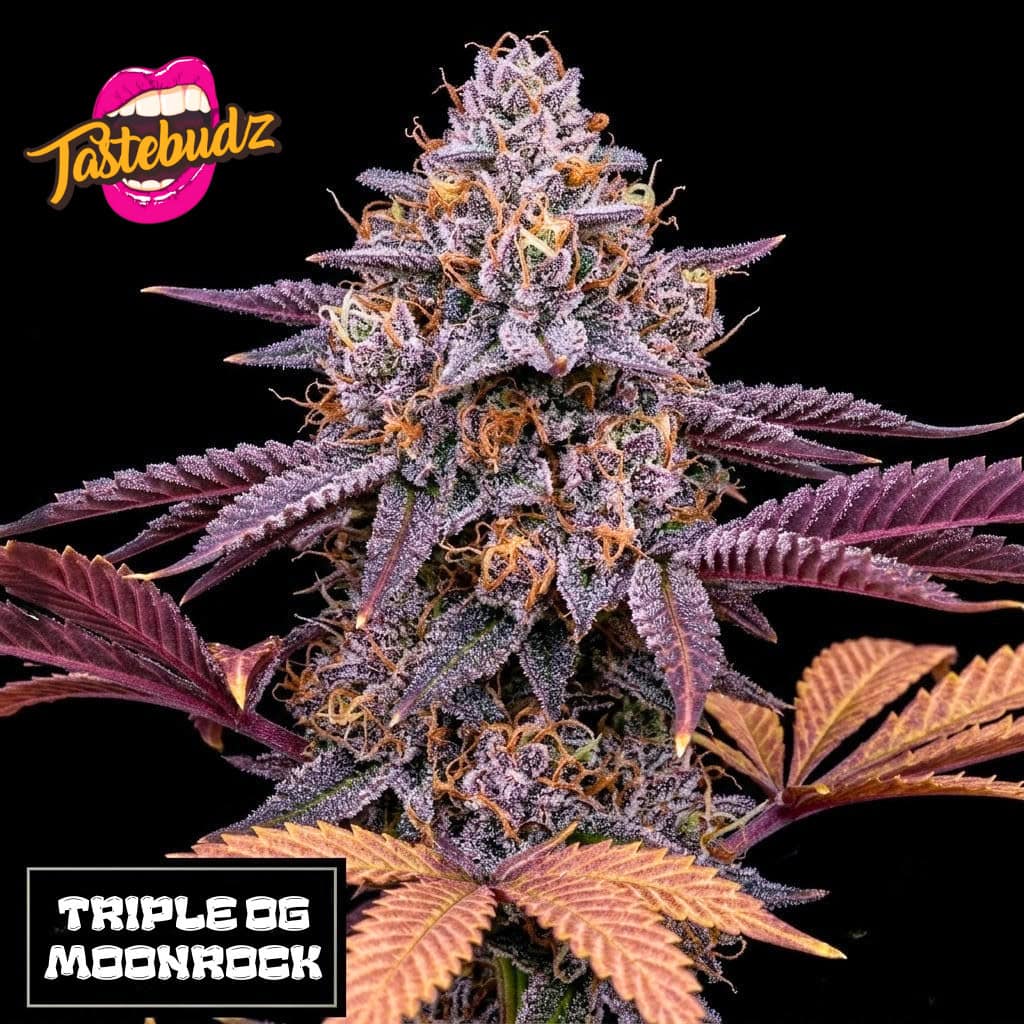 A vibrant, frosty cola of the Triple OG Moonrock seeds strain by Tastebudz Genetics, showcasing deep purple leaves, bright orange pistils, and a heavy trichome coating against a black background.