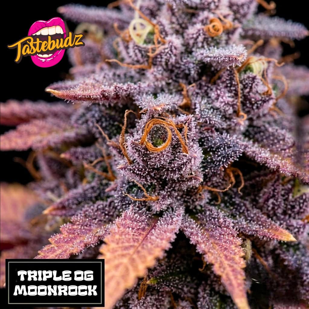 Triple OG Moonrock Seeds - Feminized Cannabis Seeds (Coming Soon) - Image 2