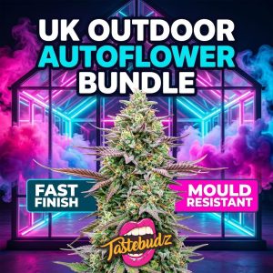 Promotional graphic for Tastebudz UK Outdoor Autoflower seeds Bundle. Features a premium, frosty cannabis bud in front of a vibrant pink and cyan neon-lit greenhouse with colourful smoke. Includes bold text "UK OUTDOOR AUTOFLOWER BUNDLE" and badges reading "FAST FINISH" and "MOULD RESISTANT".