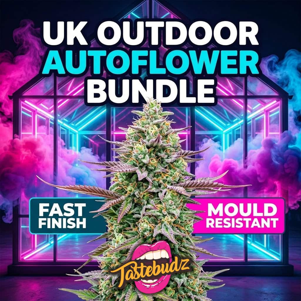 Promotional graphic for Tastebudz UK Outdoor Autoflower seeds Bundle. Features a premium, frosty cannabis bud in front of a vibrant pink and cyan neon-lit greenhouse with colourful smoke. Includes bold text "UK OUTDOOR AUTOFLOWER BUNDLE" and badges reading "FAST FINISH" and "MOULD RESISTANT".
