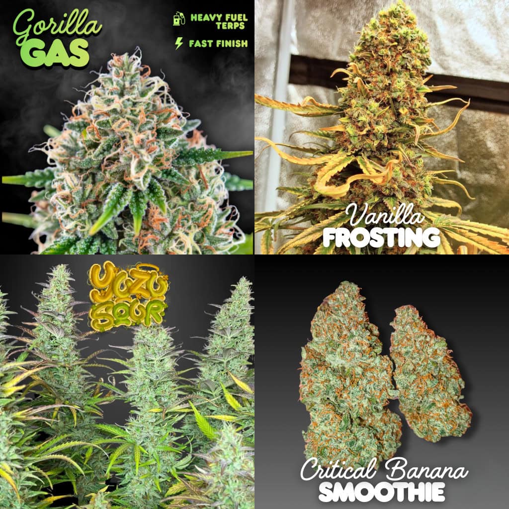 UK Outdoor Autoflower Seeds Bundle - Image 2