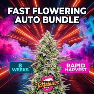 Promotional graphic for the Fast flowering autoflower seeds UK bundle. A frosty cannabis bud sits in the center surrounded by vibrant pink and blue smoke and high-speed neon light rays. Features the Tastebudz logo and badges highlighting an "8 Weeks" lifecycle and "Rapid Harvest."