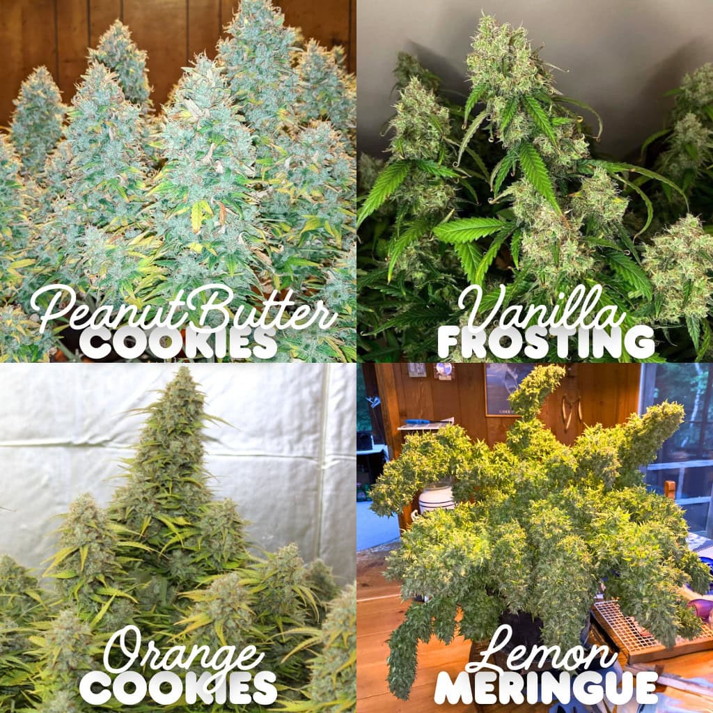 A four-way collage displaying the Fast flowering autoflower seeds UK bundle, featuring mature, high-yielding cannabis plants in full bloom. The indoor grown strains are labeled as Peanut Butter Cookies, Vanilla Frosting, Orange Cookies, and Lemon Meringue.