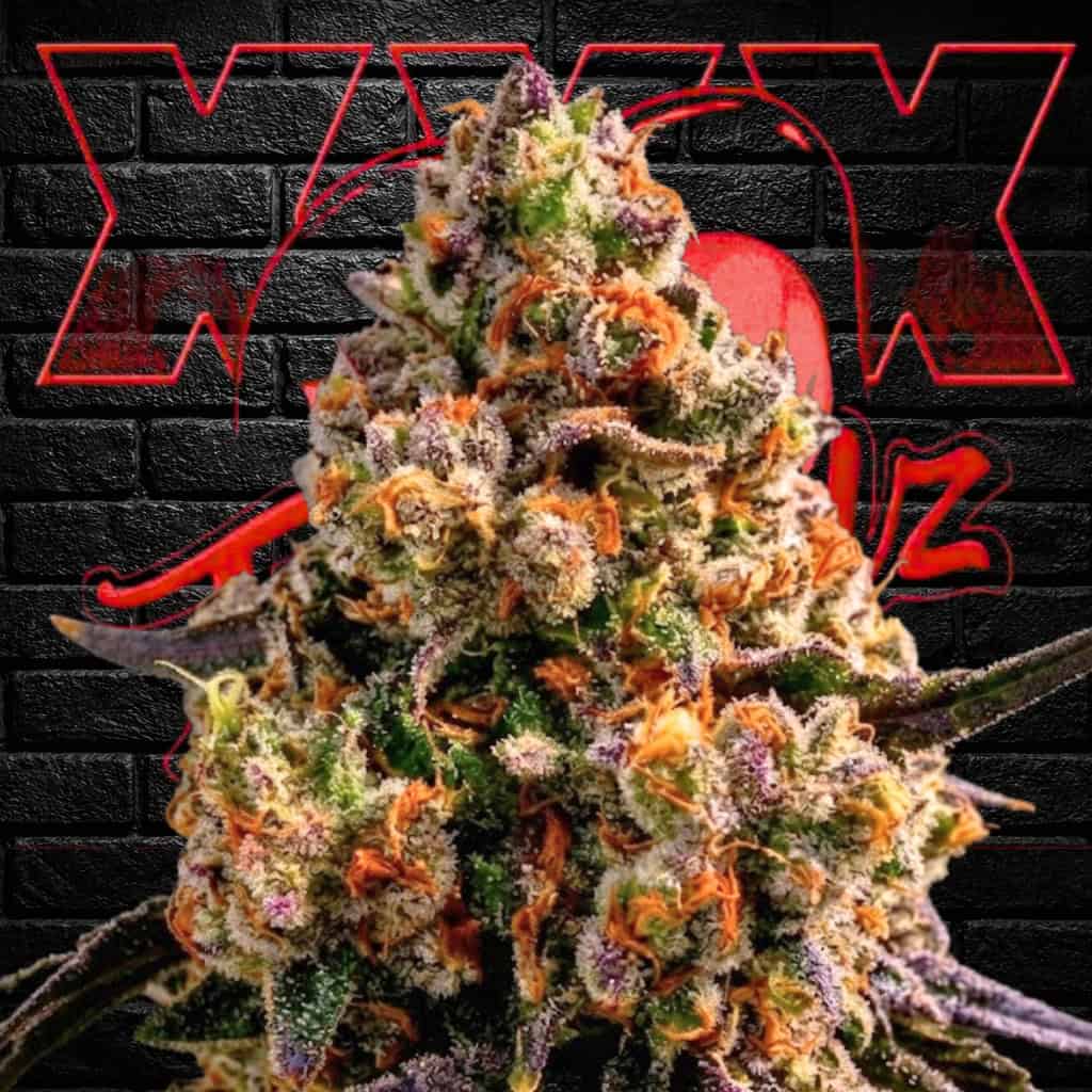 Super Freak Seeds Feminized Flower Main Cola