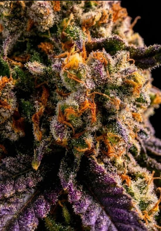 super freak plant detail feminized seeds by tastebudz genetics