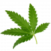Tastebudz Seeds Cannabis Leaf